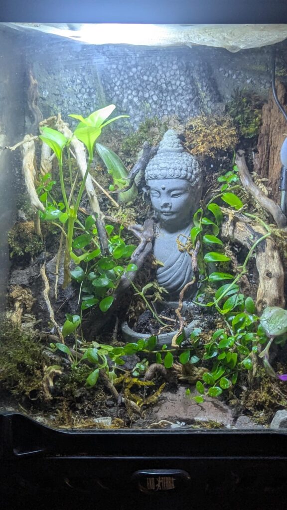 “Buddha Ruins” terrarium "Buddha Ruins" terrarium