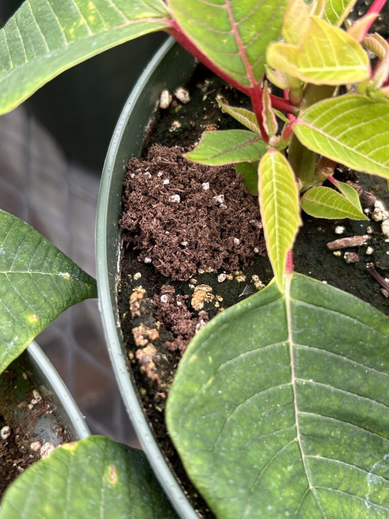 Ground burrowing pest? Ground burrowing pest?