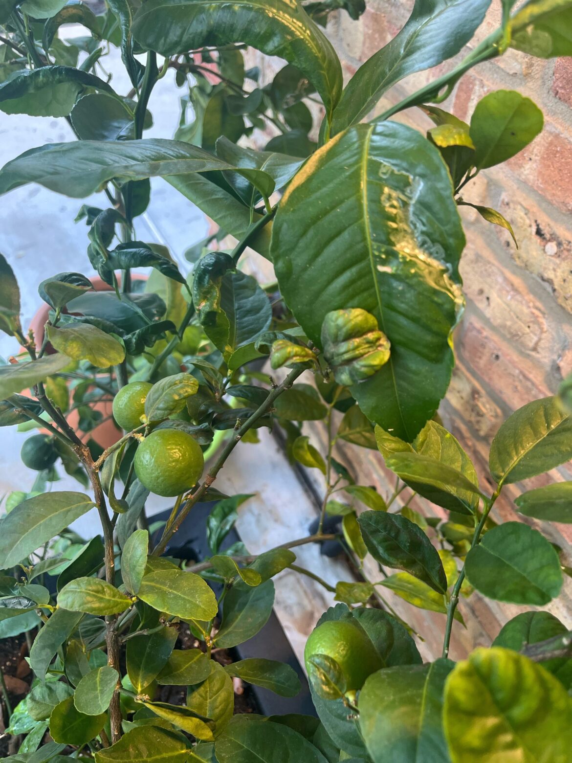 Help leaf miners and ?