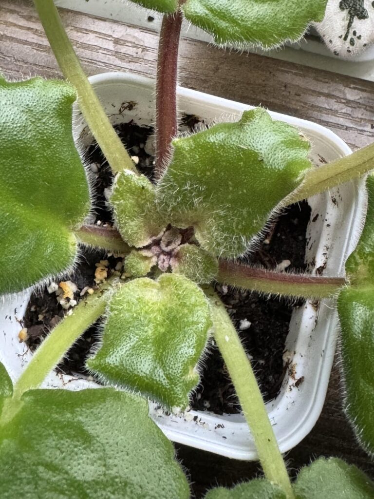 Over fertilization or mites?