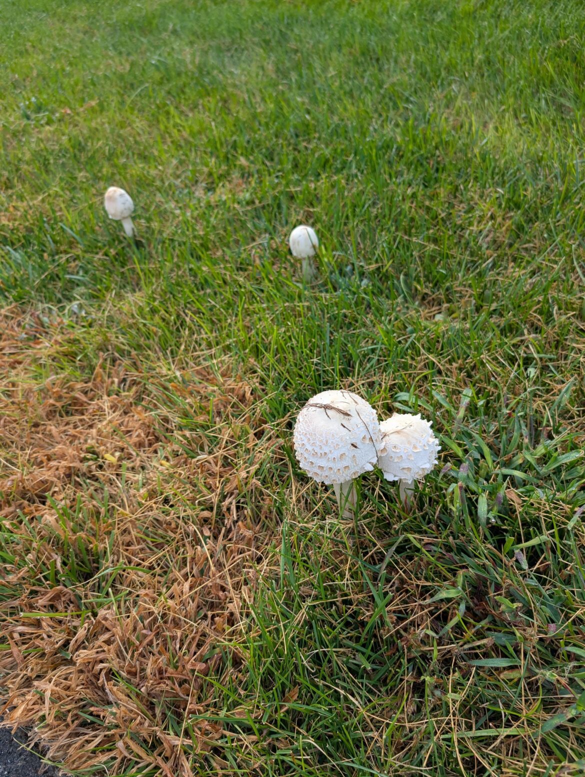 Are these massive lawn mushrooms a problem?