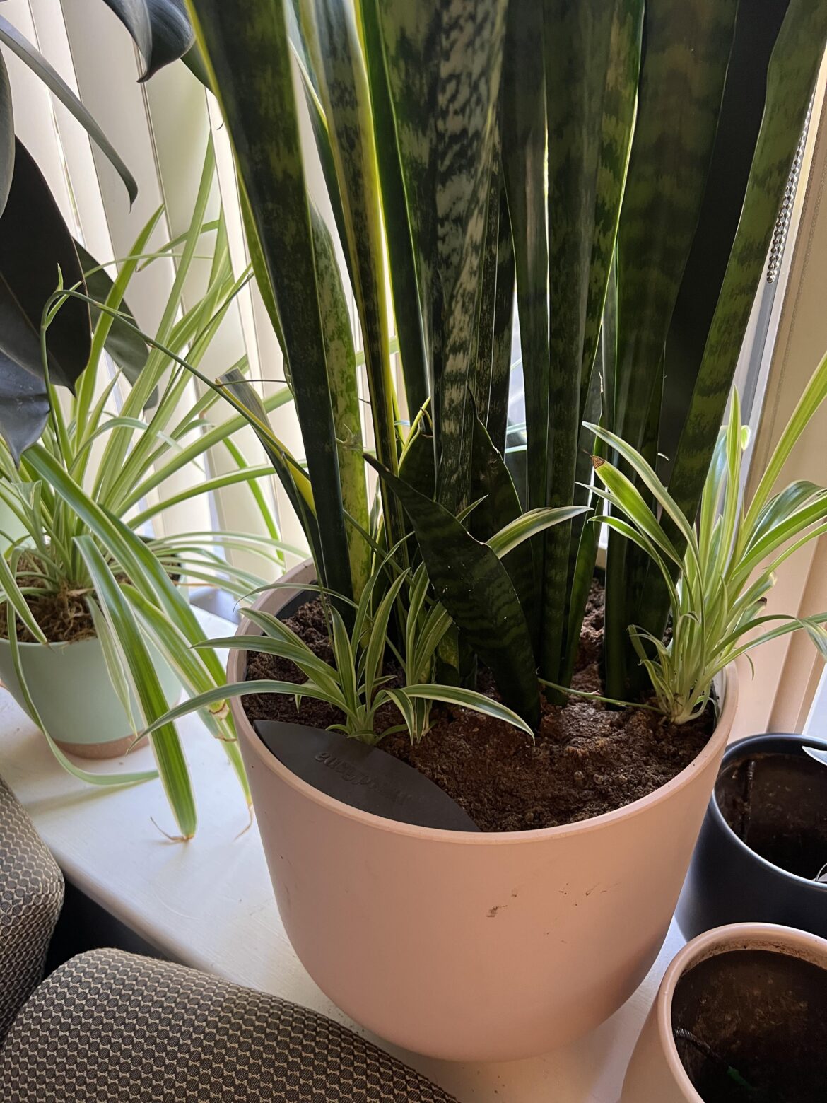 My spider plant babies implanted in another pot