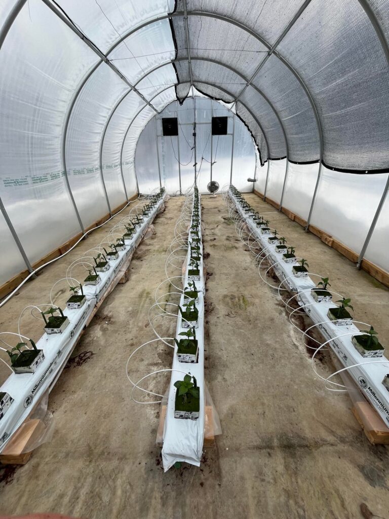 Seedling To Harvest! Seedling To Harvest!