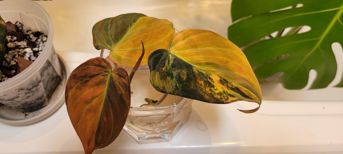 Rare plants to start with?