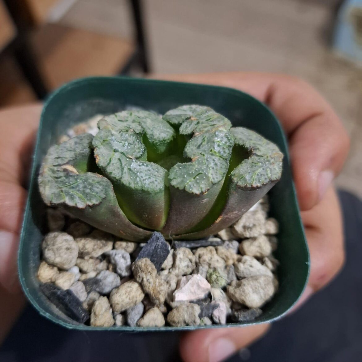My Haworthia ‘Mammut’ is finally turning green again after months without roots and stressed purple leave My Haworthia 'Mammut' is finally turning green again after months without roots and stressed purple leave