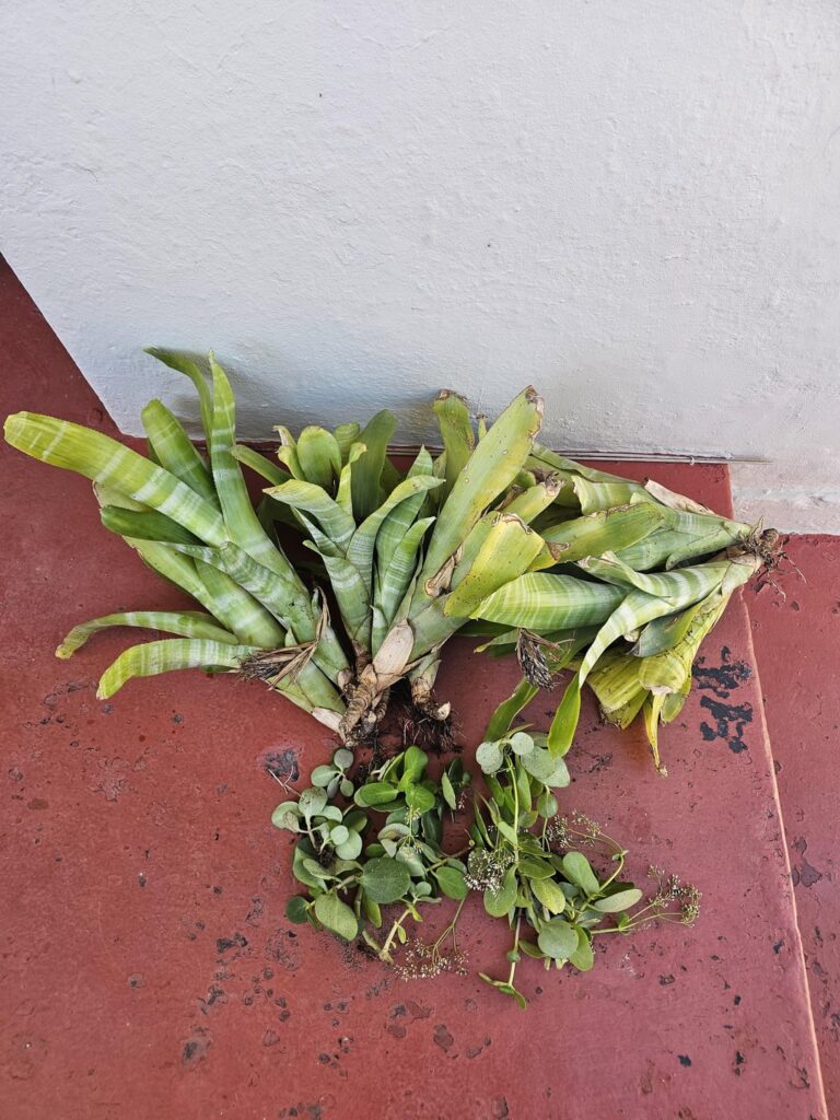 Client's garden getting ripped out on Monday, say hi to my new children.