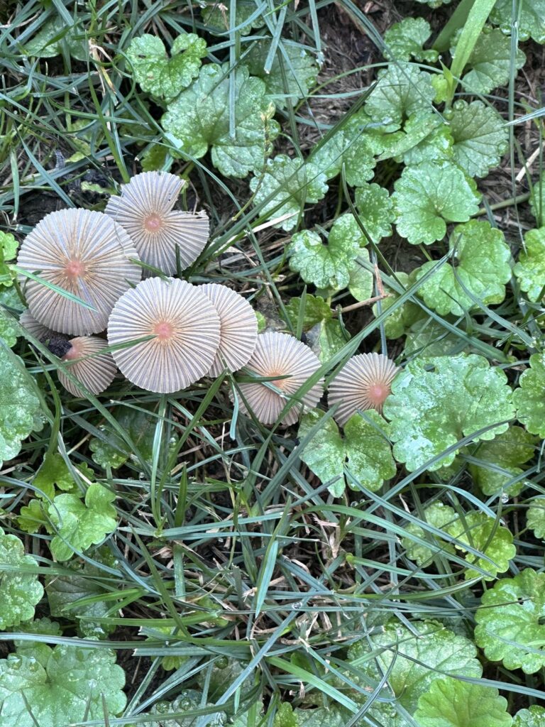Umbrella things- what are they?