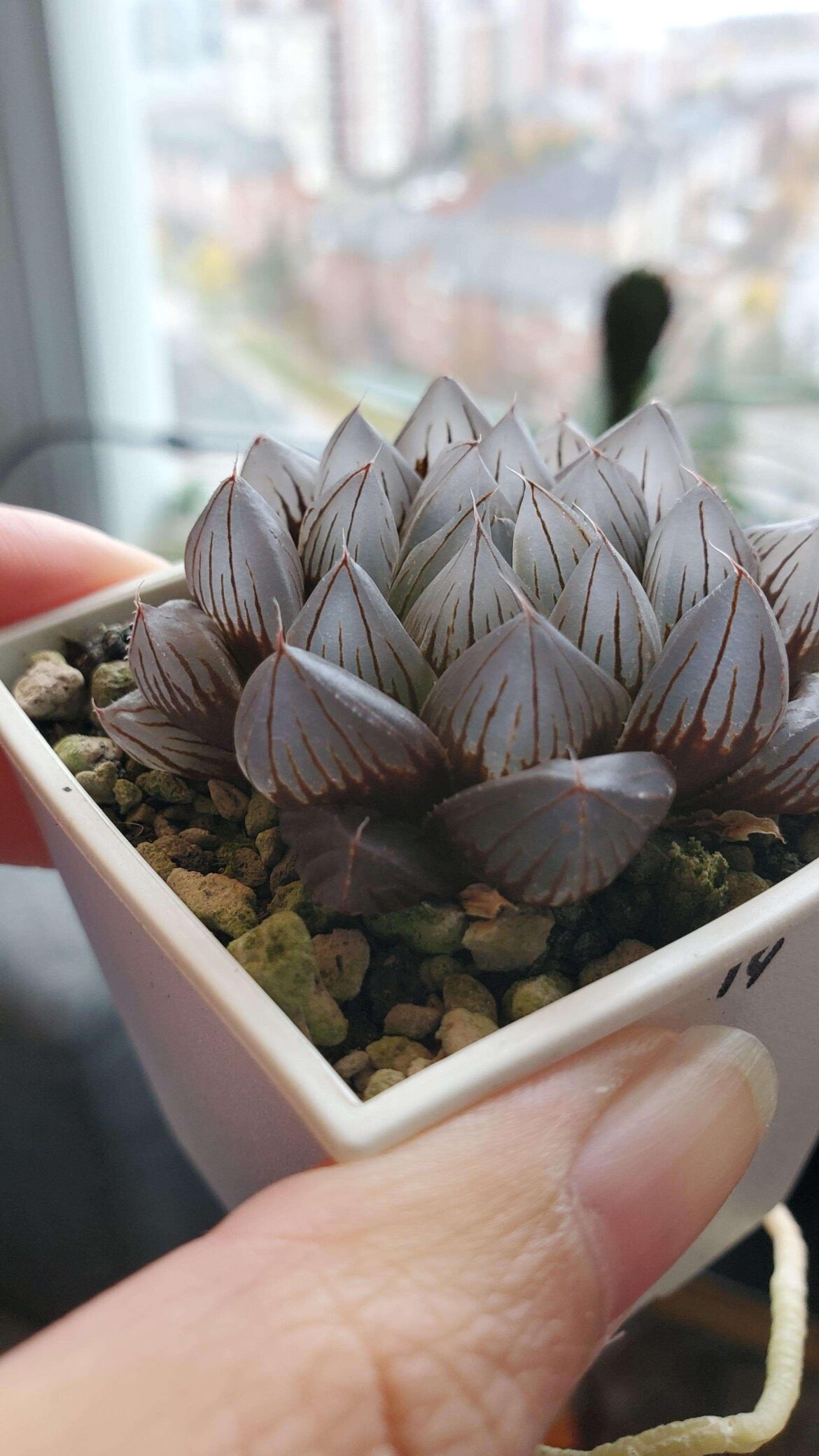 Someone suggested me to post here too. I named her Florence :)