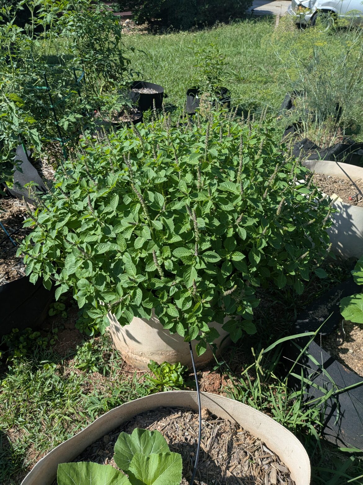 50 gallon pot of volunteer basil