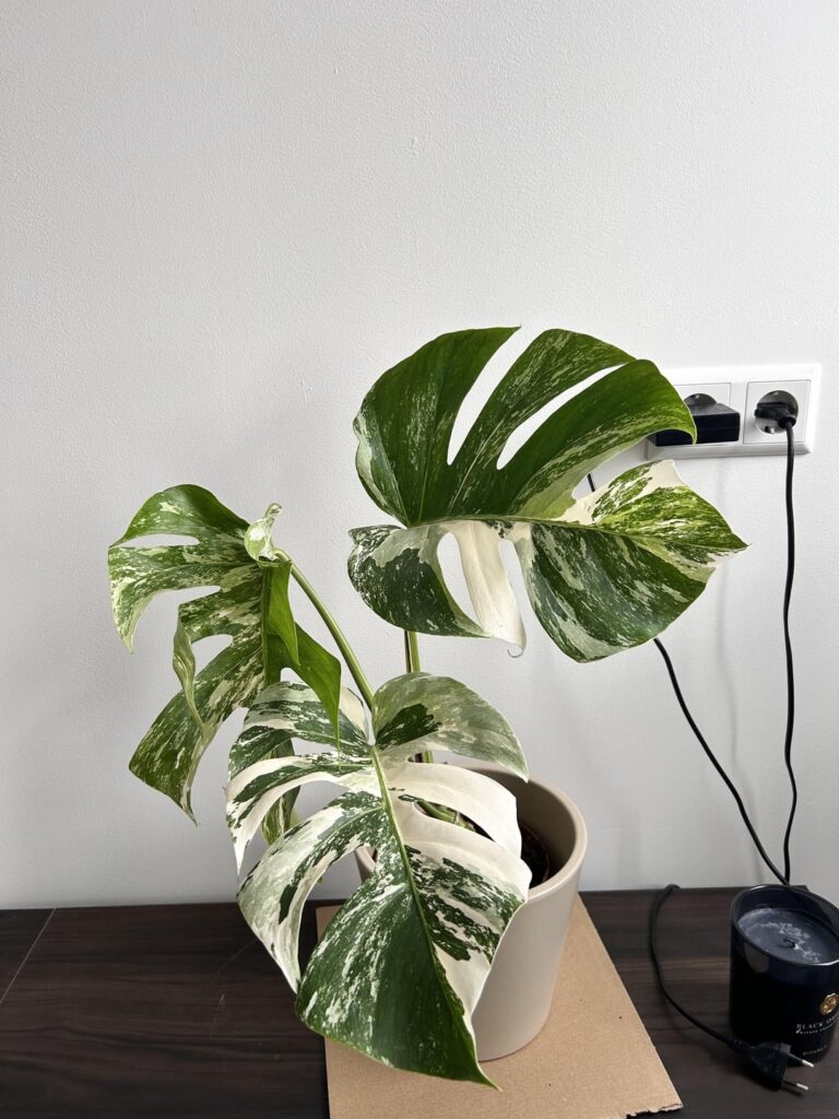 Monstera out of surprise box