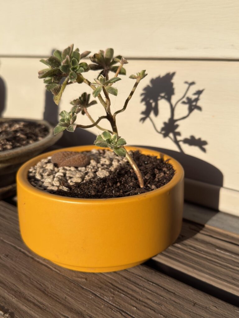 Coplanter update Coplanter update