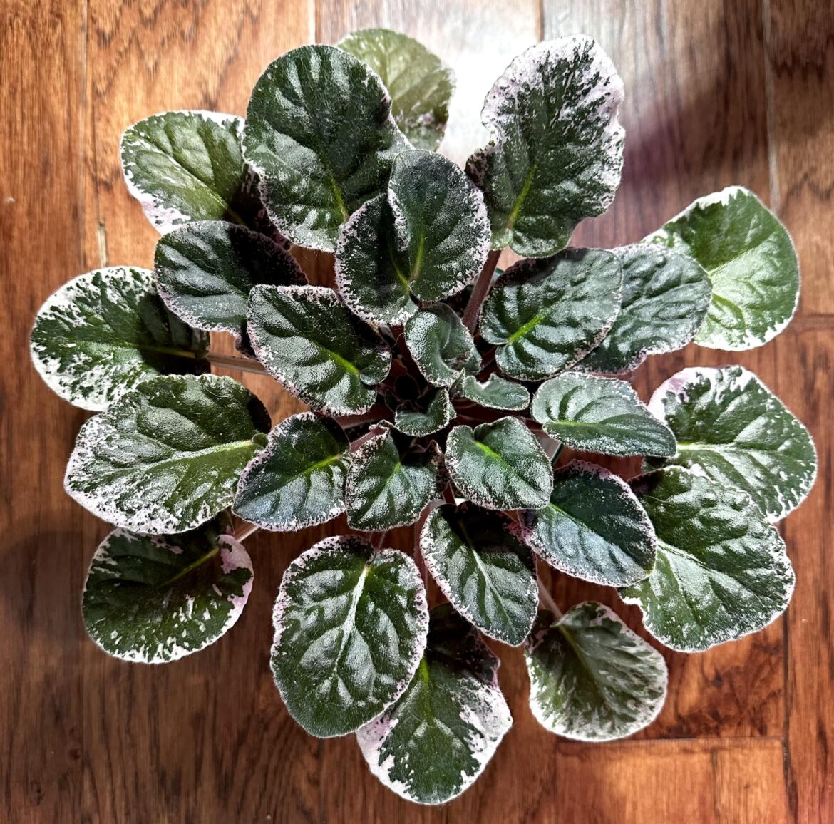 Sorry to keep buggin y’all…