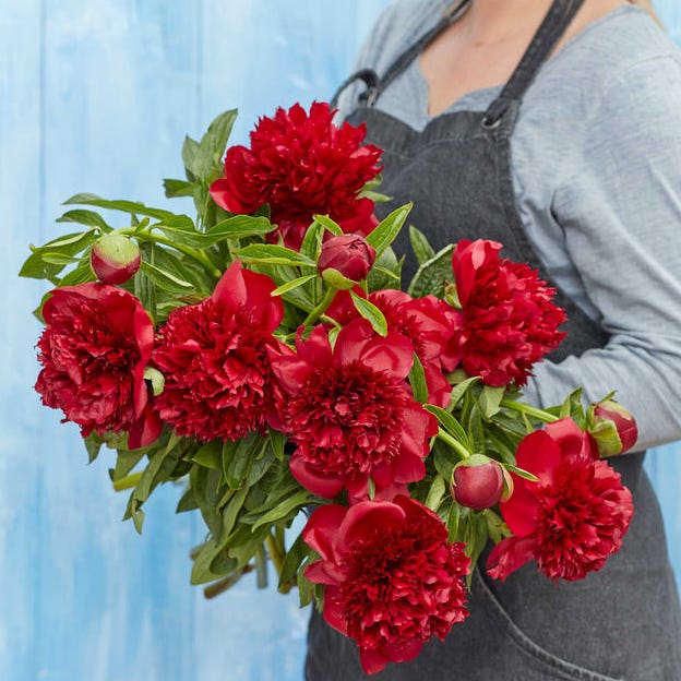 Red Charm Peony Roots