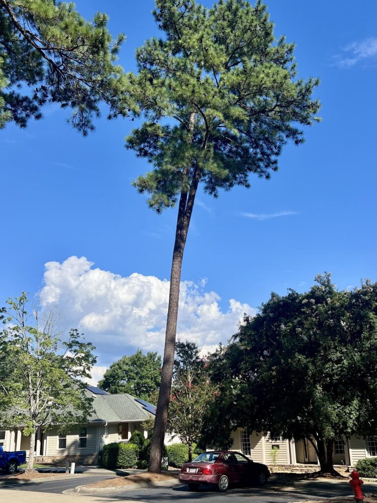 Does this tree need to be removed?