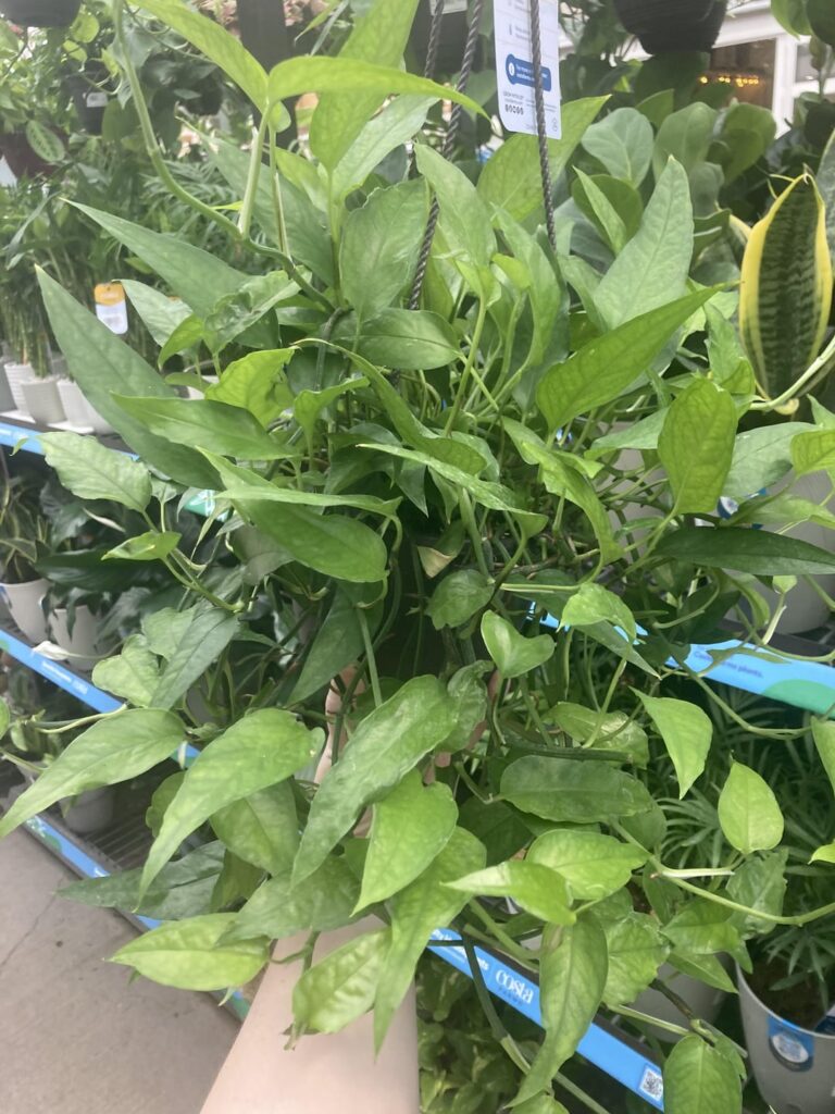 Is this a skeleton key pothos?