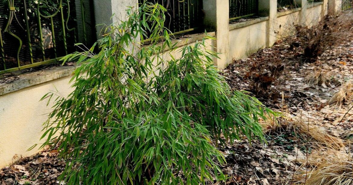 Beautiful plant can destroy driveways and crush pipes without care Beautiful plant can destroy driveways and crush pipes without care