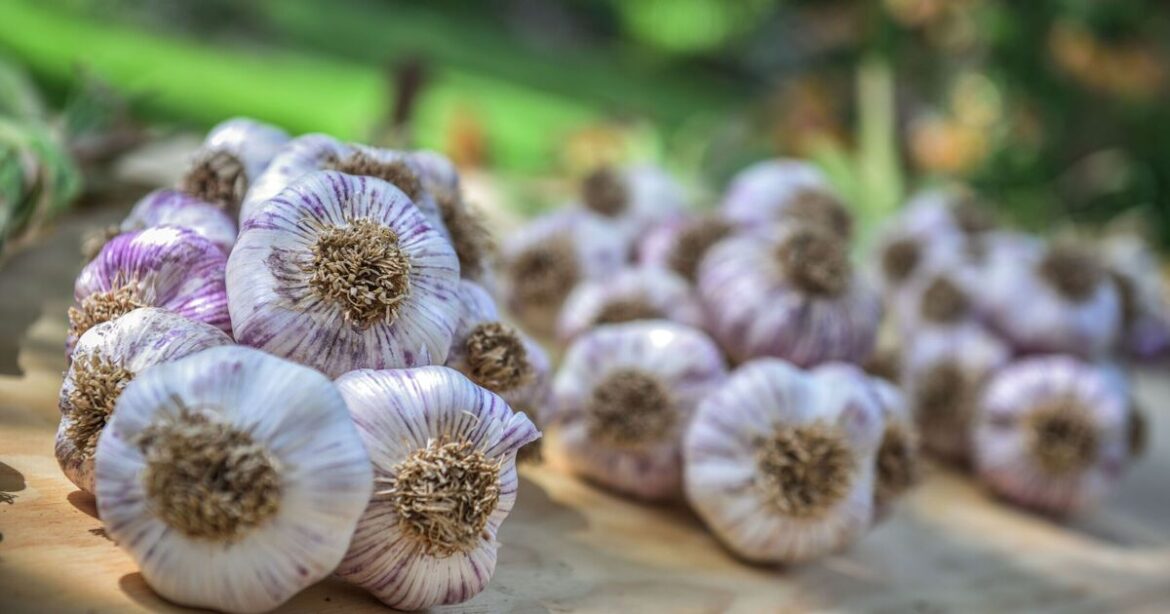 Vets issue warning to anyone with onions and garlic in garden Vets issue warning to anyone with onions and garlic in garden