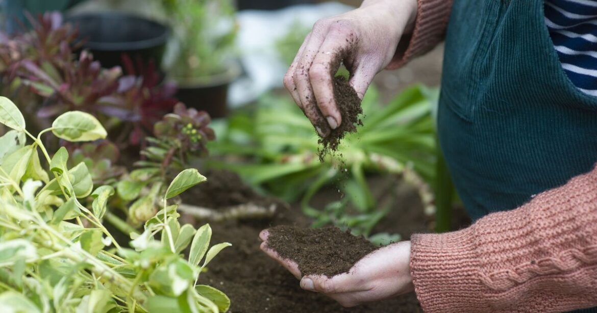 Gardening expert reveals one household item will protect plants - not eggshells or coffee
