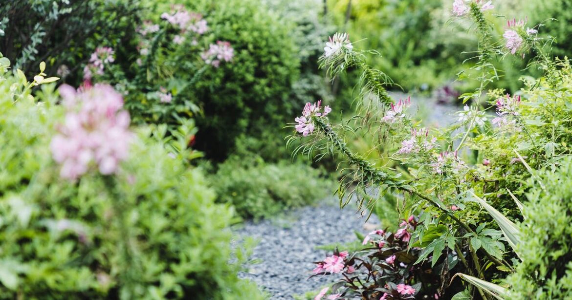 Gardens urged to trim peppers and tomatoes on Tuesday