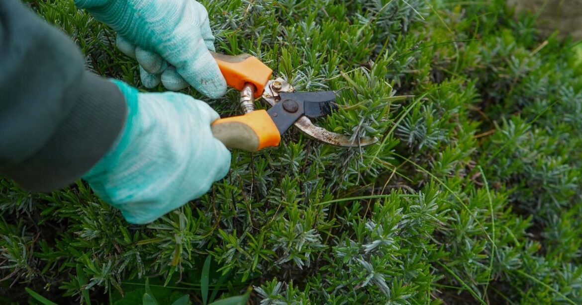 'I'm a professional gardener — 7 plants you must prune in August'