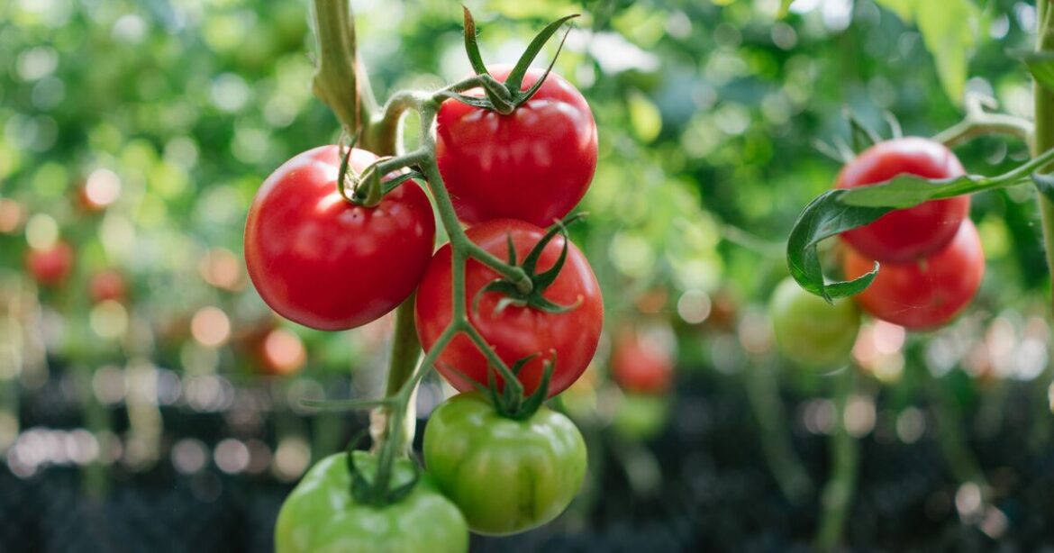 Gardeners with tomato plants told to do 1 important job in August Gardeners with tomato plants told to do 1 important job in August