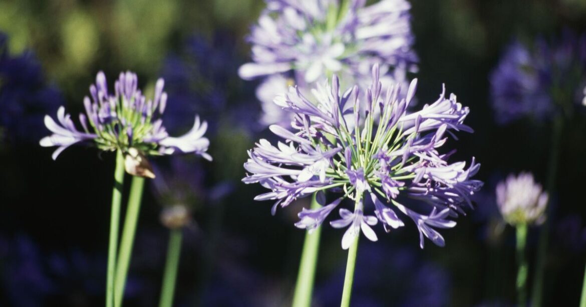 In-season plant will blossom if fed with secret ingredient, expert says In-season plant will blossom if fed with secret ingredient, expert says