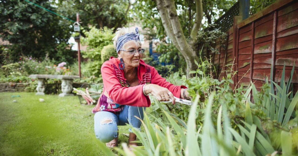 Gardeners urged to plant this 1 vegetable before the end of August Gardeners urged to plant this 1 vegetable before the end of August