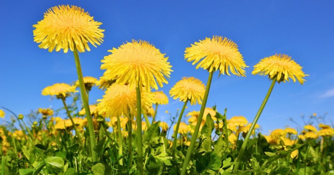 Dandelions stay off lawns if you swap chemical products for 1 natural item