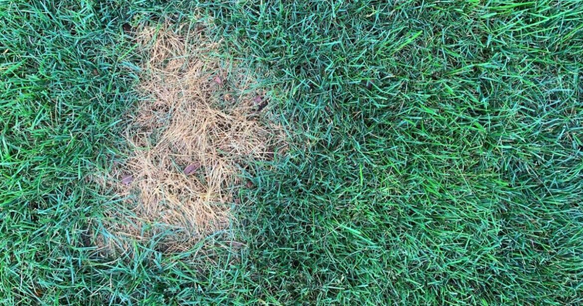 Gardeners urged to prevent common fungus in August - simple solution