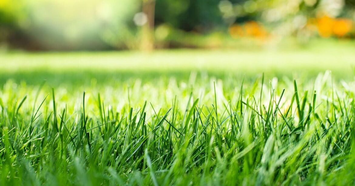 Common gardening mistake could cause grass to 'weaken' in hot weather