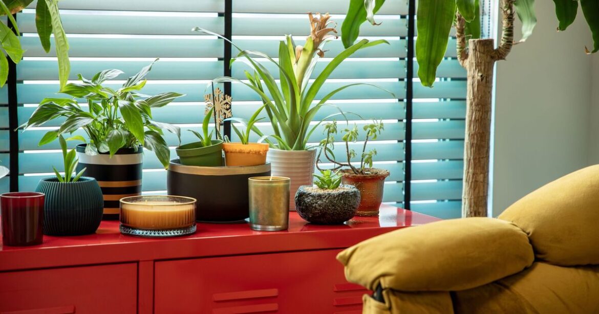 People urged to put empty containers in their gardens to help plants