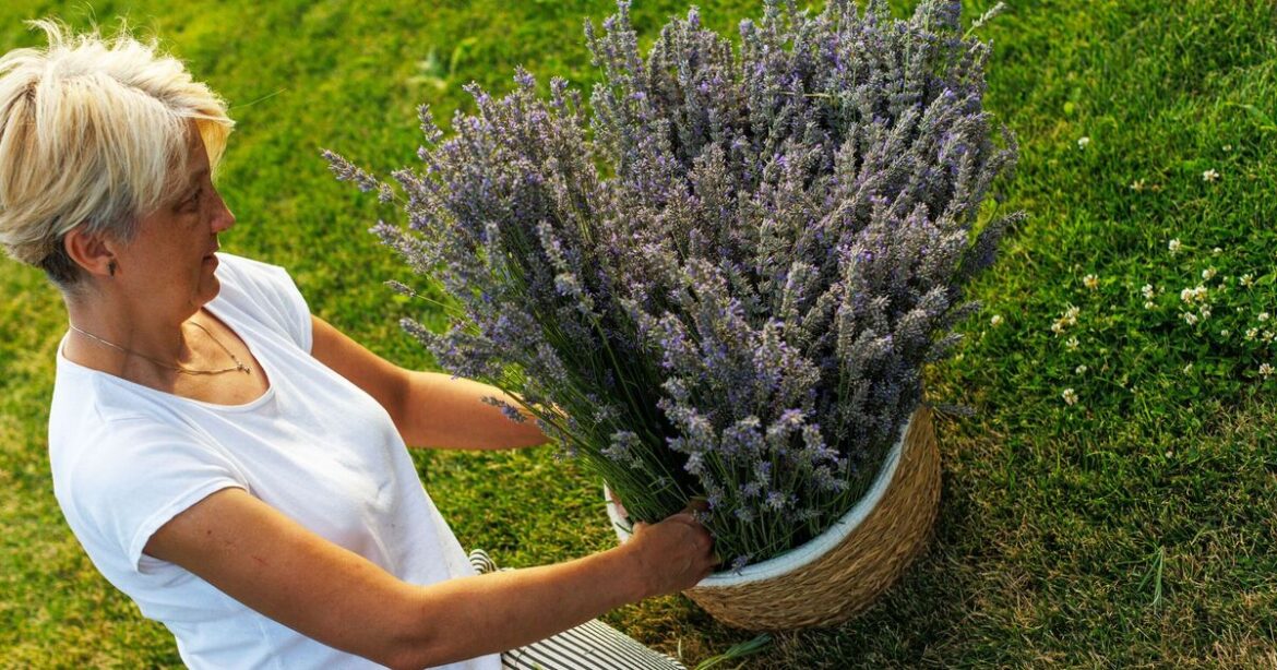 Best time to prune lavender to avoid ‘woody, leggy’ plant next year Best time to prune lavender to avoid ‘woody, leggy’ plant next year