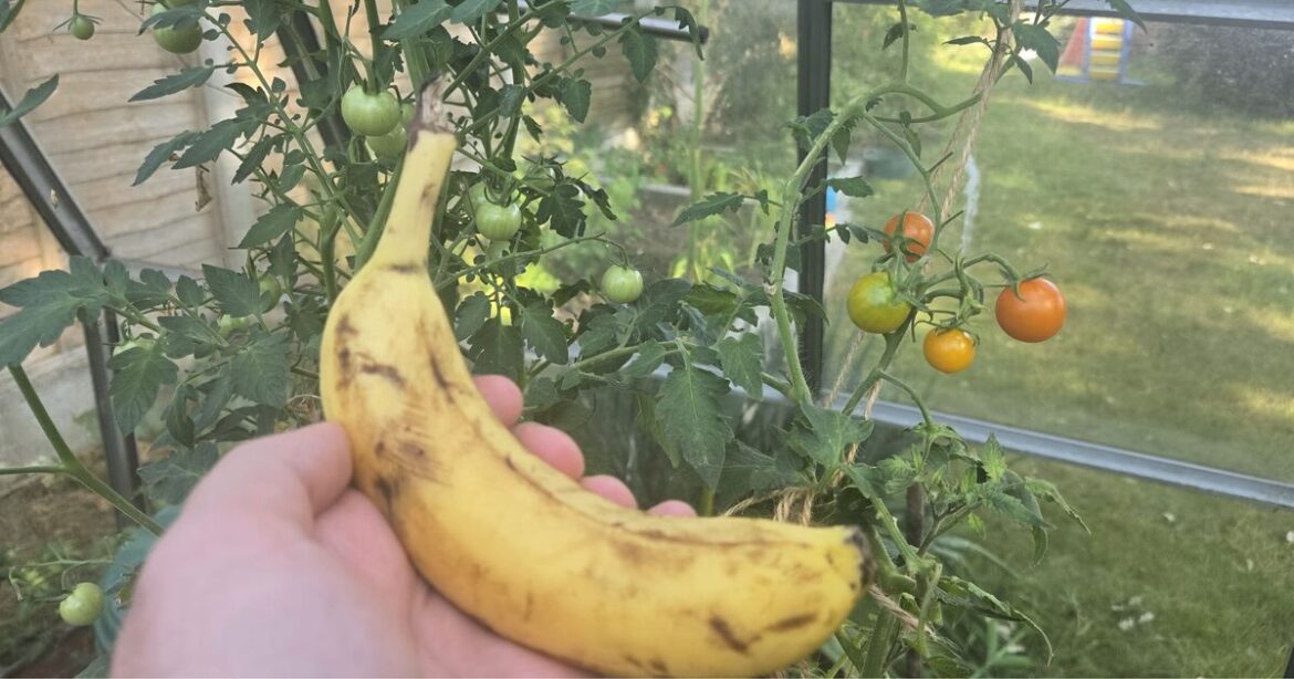 Gardeners urged to put banana on tomato plants Gardeners urged to put banana on tomato plants