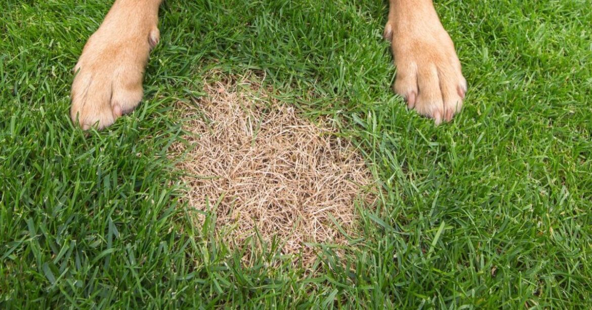 'I'm a garden expert and here's how to clean dog-pee yellow patches off your lawn'