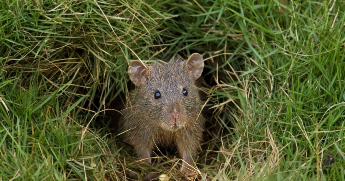 How to deter mice, deer and birds from gardens using 1 kitchen item