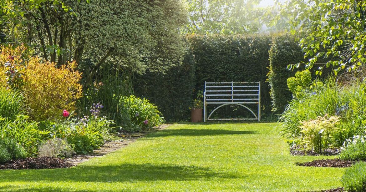 Gardeners urged to spray washing-up liquid on their plants
