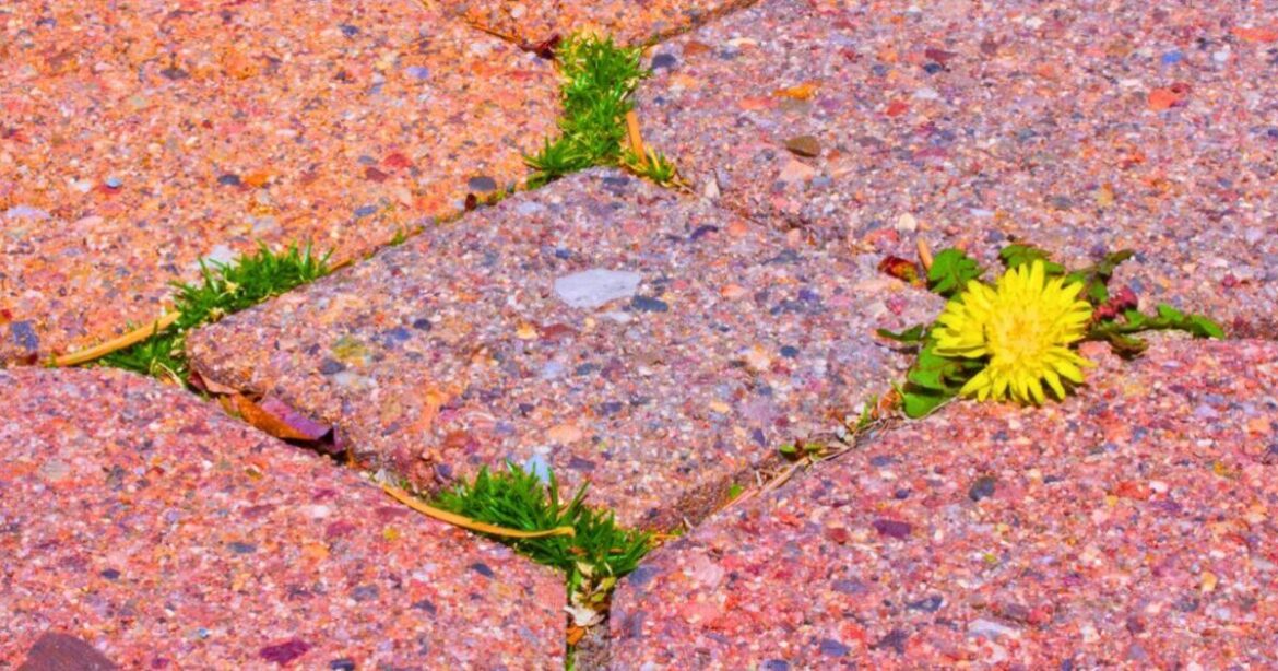 Weeds will die and not come back if you ditch salt and vinegar for 1 better item Weeds will die and not come back if you ditch salt and vinegar for 1 better item