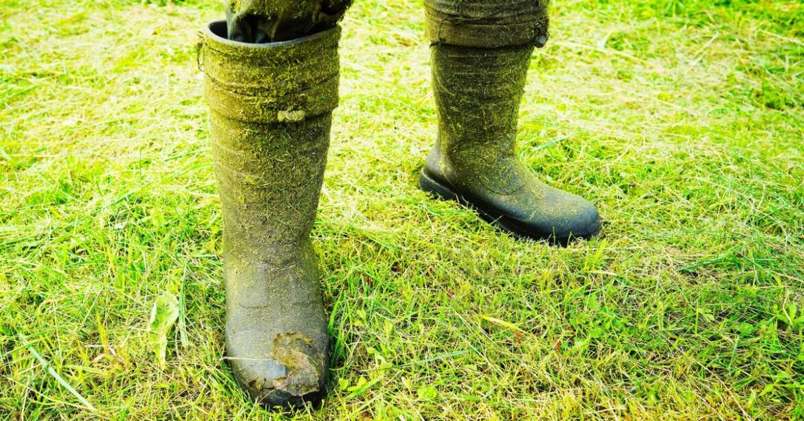 Lawn will grow quicker if gardeners do 1 thing this week | UK | News