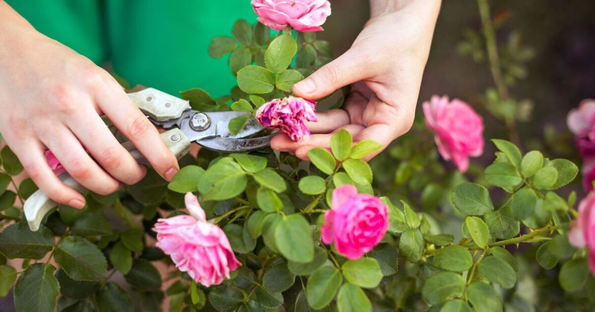 Gardening expert’s ancient step-by-step guide to achieve never-ending blooms Gardening expert's ancient step-by-step guide to achieve never-ending blooms