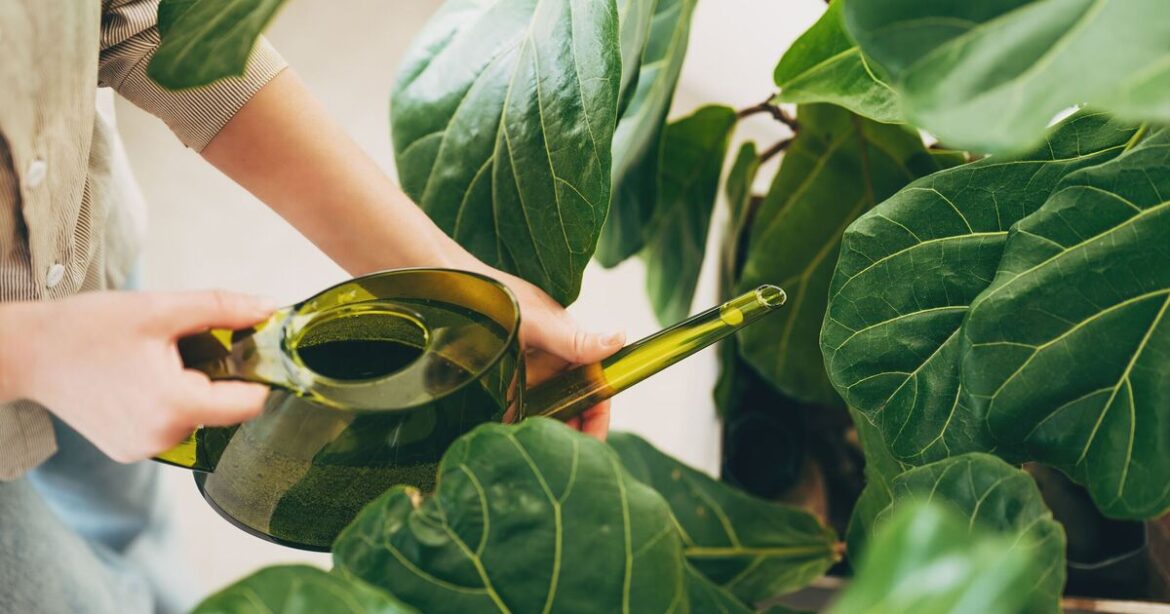 How to make plants 'water themselves' when you go on holiday