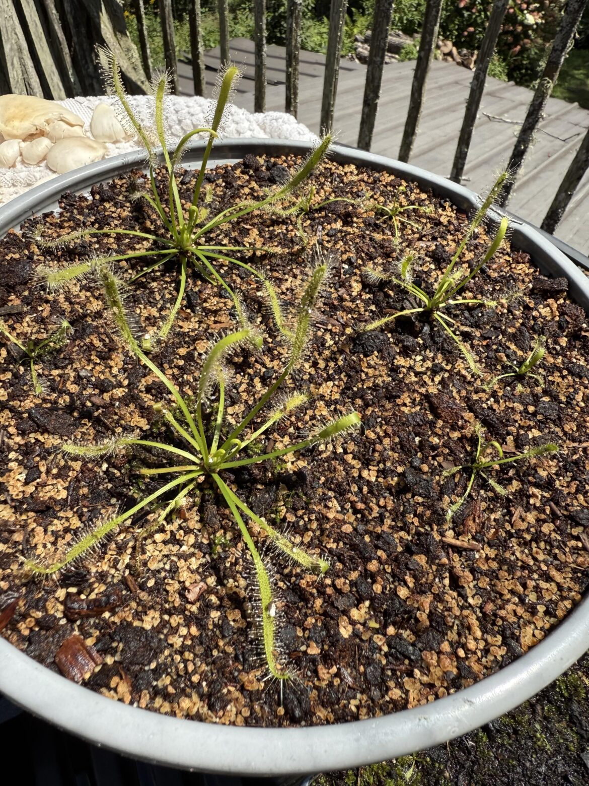 Will these capensis root where the leaves are touching substrate?