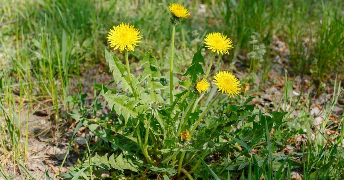 I asked 5 gardening experts the best way to remove weeds—they all agreed