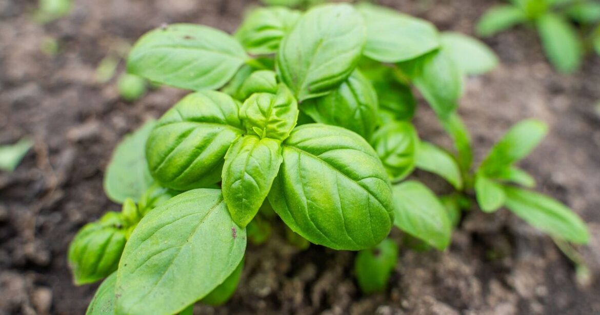Basil will grow ‘gigantic and leafy’ if gardeners do 1 key task now Basil will grow 'gigantic and leafy' if gardeners do 1 key task now