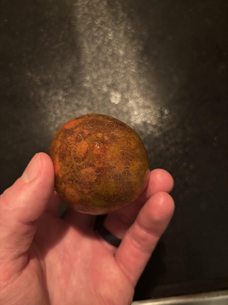 What causes tomatoes to do this?