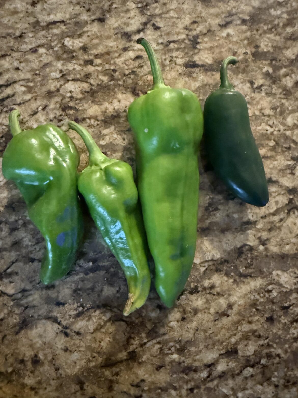 Farmers market must have mislabeled this plant…