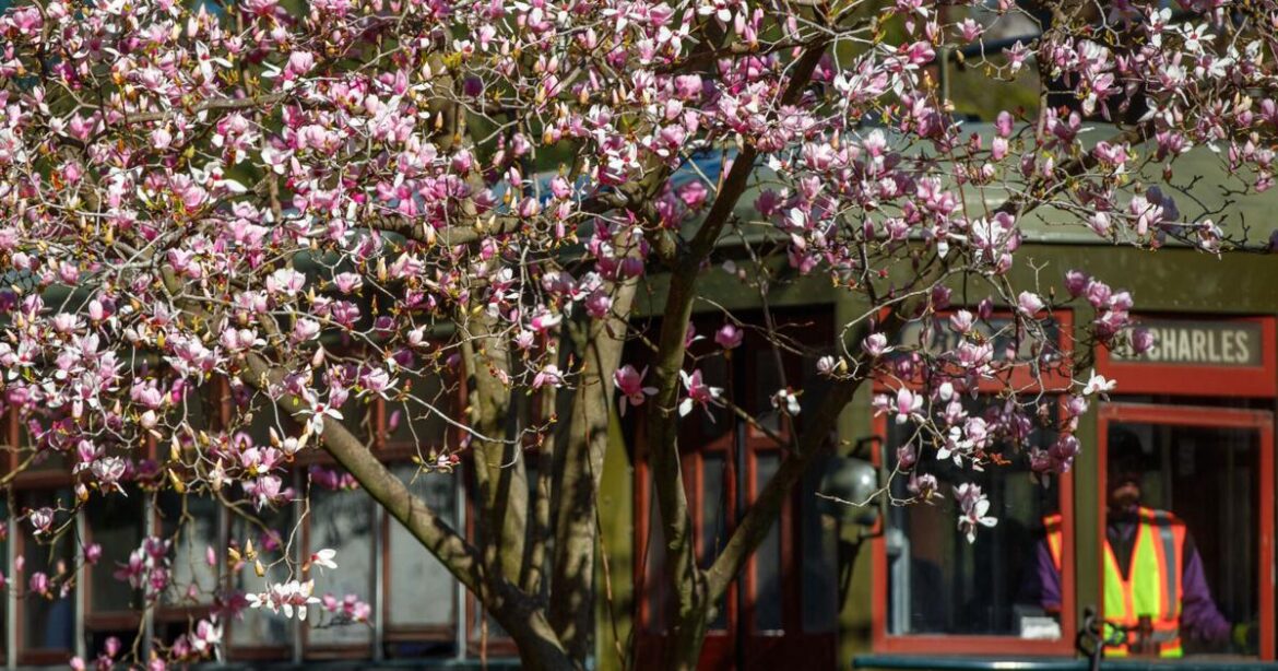 Japanese magnolias are looking frumpy – it’s just that time | Home/Garden Japanese magnolias are looking frumpy - it's just that time | Home/Garden