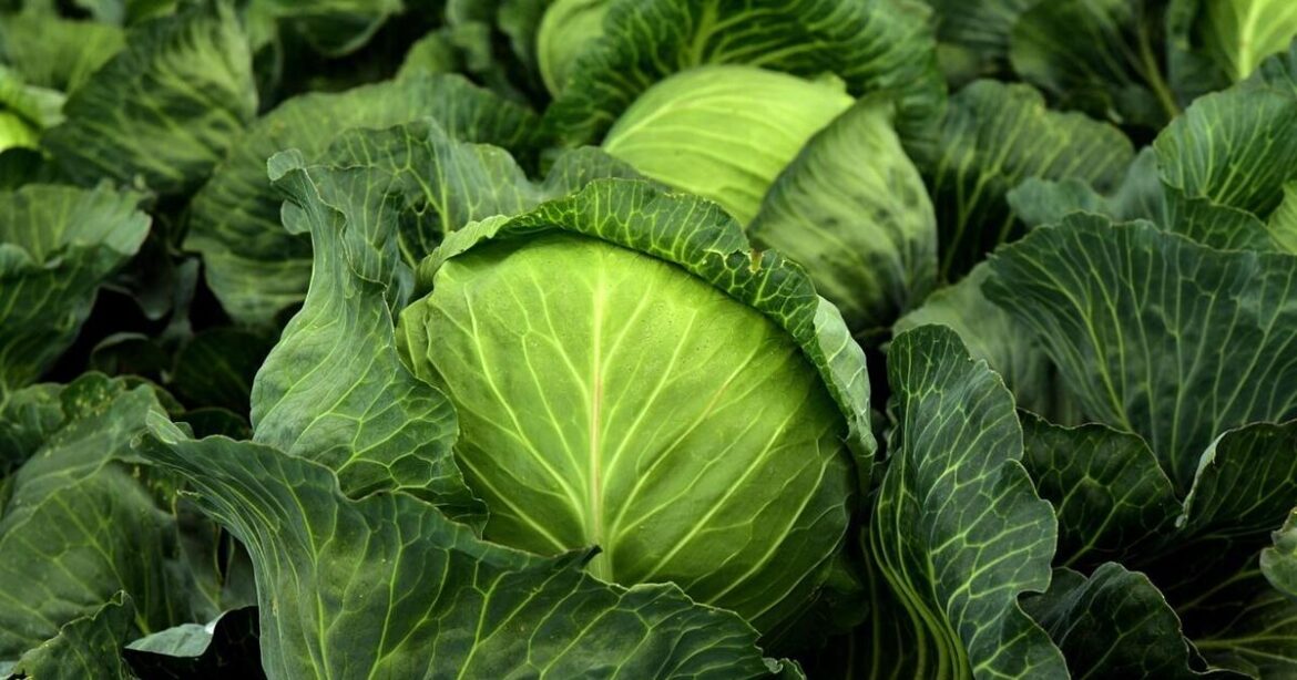 Getting ready for fall planting in your garden | Master Gardener | Lifestyles Getting ready for fall planting in your garden | Master Gardener | Lifestyles