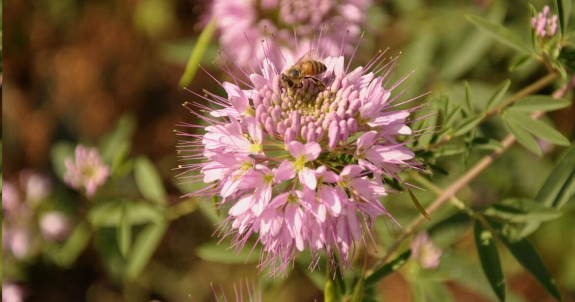Year-round gardening: August tasks for Colorado gardeners to consider | The Tribune Year-round gardening: August tasks for Colorado gardeners to consider | Lifestyle