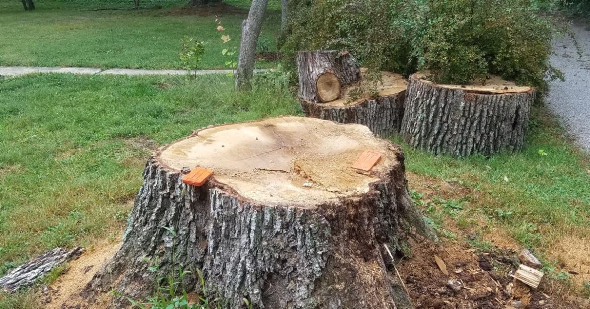 In the Garden | Feeling stumped | Gardening In the Garden | Feeling stumped | Gardening