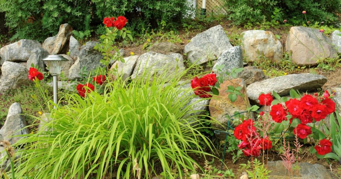 Ask an Expert – Gardening tips for late summer splendor | News Ask an Expert – Gardening tips for late summer splendor - KVNU